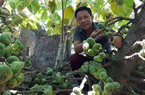 Những sản phẩm được ưa chuộng làm từ trái vả xứ Huế