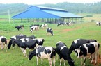 Vinamilk nâng tỷ lệ sở hữu tại công ty sở hữu thương hiệu sữa Mộc Châu