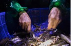 TT-Huế: Chợ độc đáo bán toàn cá, tôm tươi roi rói, họp lúc 2h đêm