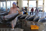 Chất xúc tác thúc đẩy tăng trưởng xuất khẩu cá ngừ của Việt Nam 