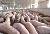Thị trường lợn hơi đầu tuần có vẻ bất ổn, xuất hiện vài tỉnh tăng giảm trái chiều