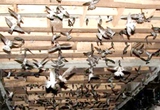 TT-Huế: Sẽ di dời, chấm dứt hoạt động hàng nghìn cơ sở nuôi chim yến