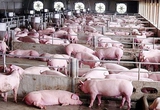 Sức mua yếu, giá lợn hơi chưa thoát được mốc 60.000 đồng/kg