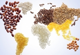 Chỉ số giá lương thực thế giới tháng 7 giảm 8,6%