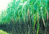 Thành Thành Công - Biên Hòa (SBT): Niên độ 2022 - 2023 lợi nhuận giảm 31%, chuyển nhượng cổ phần 2 công ty