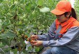 Khởi nghiệp chẳng bao giờ là dễ
