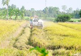 Phê duyệt đề án 1 triệu ha lúa chất lượng cao