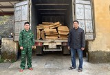 TT-Huế: Bắt giữ xe tải đông lạnh vận chuyển hàng chục phách gỗ lậu 