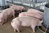 Sản lượng lợn tại Trung Quốc tăng, áp lực giảm giá lợn trong nước ngày càng lớn