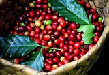 Xu hướng hỗn hợp, giá cà phê tuần tới sẽ biến động ra sao?