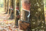Giá cao su hôm nay 1/4: Giá cao su vẫn giảm mạnh tại Trung Quốc