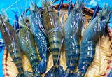 Xuất khẩu tôm tiếp tục giảm mạnh, DN chờ "tiếp sức" từ gói tín dụng 10.000 tỷ đồng 