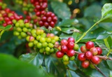 Robusta tăng trở lại phiên cuối tuần, cà phê nội thêm gần 1.000 đồng/kg trong tuần qua