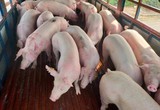 VNDirect: Giá lợn hơi trong 2 quý cuối năm có thể lên 62.000 - 65.000 đồng/kg