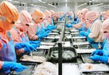 Minh Phú (MPC) lên kế hoạch lãi giảm 20%, cổ tức 2023 dự chia 50-70% lợi nhuận sau thuế