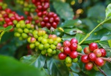 Giá cà phê kết thúc tuần tăng, dự báo "nóng" giá Robusta trong ngắn hạn