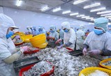Giá tôm giảm đến 40%, Chủ tịch Thực phẩm Sao Ta 'hiến kế' giải quyết nút thắt