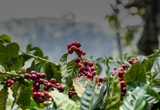 Robusta tăng vọt, giá cà phê trong nước tiến sát mốc 63.000 đồng/kg