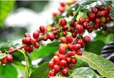 Giá cà phê hai sàn "nhảy số", cà phê nội tăng "sốc" vượt mốc 65.000 đồng/kg