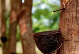 Giá cao su hôm nay 9/6: Giá cao su biến động không đồng nhất