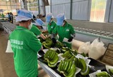 Hoàng Anh Gia Lai (HAG): Doanh thu tháng 8 tăng gần 50%, không công bố lợi nhuận