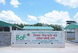 Nông nghiệp BaF thâu tóm một công ty chăn nuôi heo ở Đắk Lắk