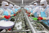 Thủy sản Minh Phú (MPC) trình kế hoạch lãi trước thuế 1.385 tỷ đồng