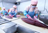 Gỡ "nút thắt" trong khâu nguyên liệu xuất khẩu cá ngừ