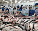 Xuất khẩu cá tra sang Nga tăng 6,5 lần, Nam Việt và Hùng Cá lọt top 5 DN xuất khẩu nhiều nhất