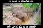 Chú voi con leo mãi không được  , thấy con hết sức voi mẹ liền đến giúp