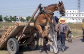 A hu hu... Nghe nói xăng sắp tăng, lão chủ cứ động viên em: Cố lên tí, cố tí nữa, tí nữa