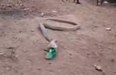Video Clip: Hổ mang quằn quại nôn ra chai nhựa ở Ấn Độ