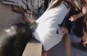 Video clip: Sư tử biển nhảy lên kéo cô gái xuống nước