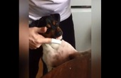 Video Clip hài: chó cũng phải biết đánh răng cho sạch sẽ đấy nhé