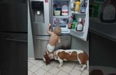 Video cậu bé cùng chó cưng 'ăn vụng' hút triệu lượt xem