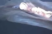 Video Clip: Tất cả các nhà khoa học đã sốc khi chụp được sinh vật này tại giàn khoan sâu 2000 mét