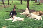 Nhân viên sở thú chơi đùa với bầy sư tử mà không biết chú hổ đằng sau đã cứu mạng mình…