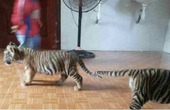 Phát hiện loài hổ mới, thả rông khắp Việt Nam