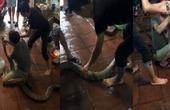 Cận cảnh làm thịt rắn hổ mang khủng nặng mới 15kg