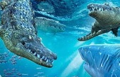 Ngỡ ngàng với cảnh tượng: Cá mập bị cá sấu cắn vỡ đầu vì tranh giành thức ăn