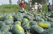 Bình Thuận: Dưa hấu được mùa và được giá