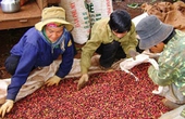 Giá cà phê tăng thêm hơn 1.000 đồng/kg