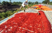 Thừa Thiên - Huế: Tỉnh và doanh nghiệp lo tiêu thụ ớt