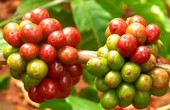 Sản lượng cà phê vụ  2012-2013 sẽ giảm 15%