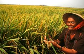 ĐBSCL: Giá lúa nơi tăng nhẹ, nơi đứng yên