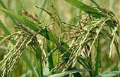 VFA đề nghị cơ chế tạm trữ lúa thơm