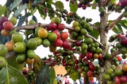 Cây cà phê đánh thức “đất vàng” Mai Sơn sản sinh những triệu phú