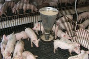 Bữa ăn 7 nguyên liệu cho lợn nái Tiền Giang