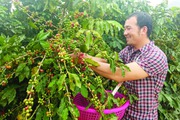 Những kỳ vọng nơi “thủ phủ” cà phê Tây Bắc