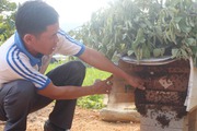 Ong đốt tím người để tìm ra mật ngọt 